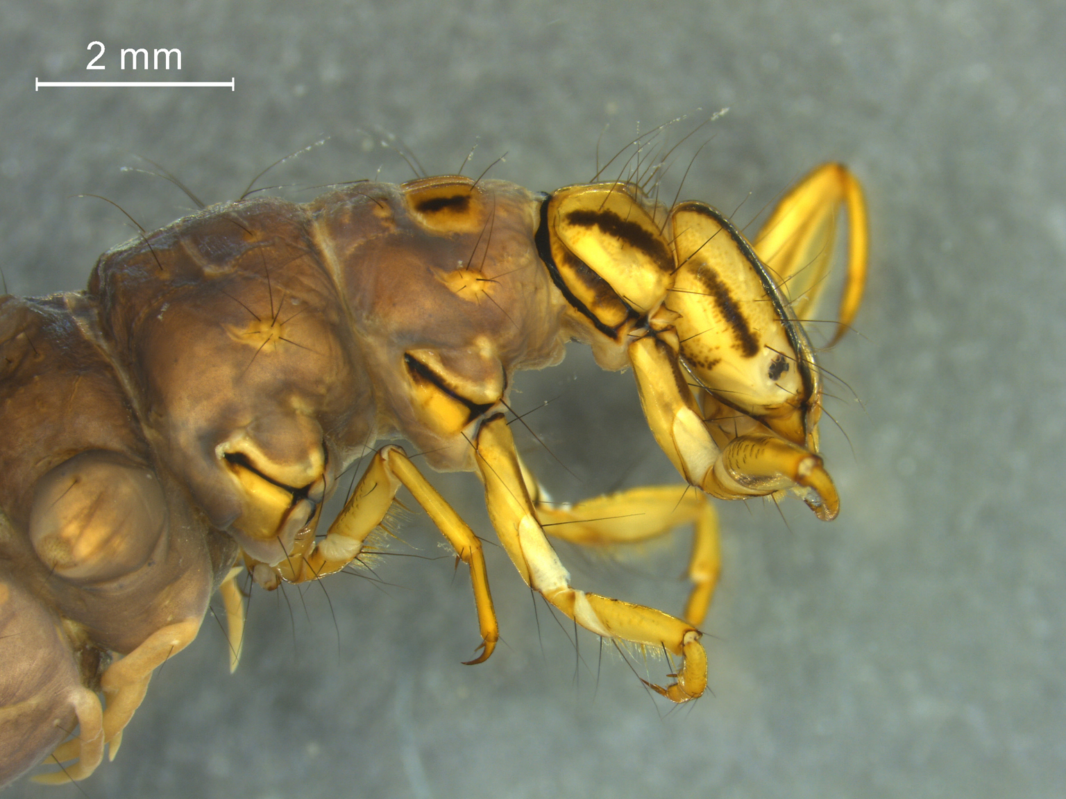 Semblis phalaenoides